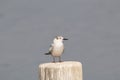 whiskered tern